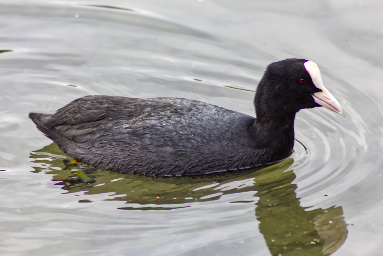 blackwaterbird1@0.25x.png