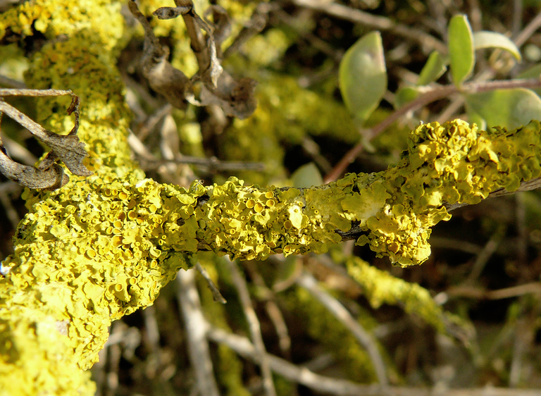 lichen.png