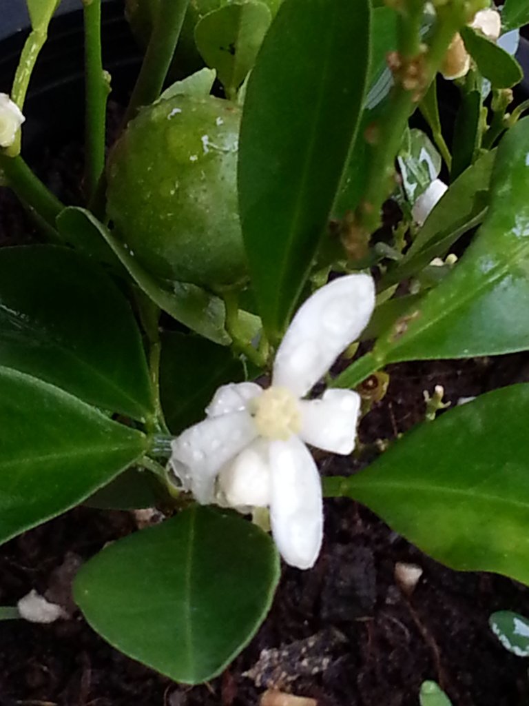 white flower.jpg