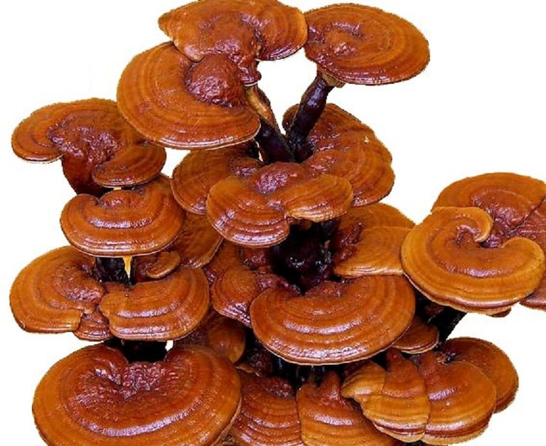 reishi_mushroom1.jpg