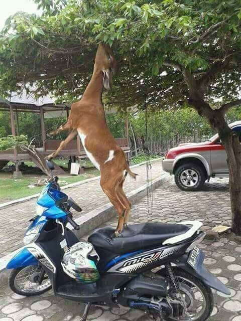 REZEKI KAMBING.jpg