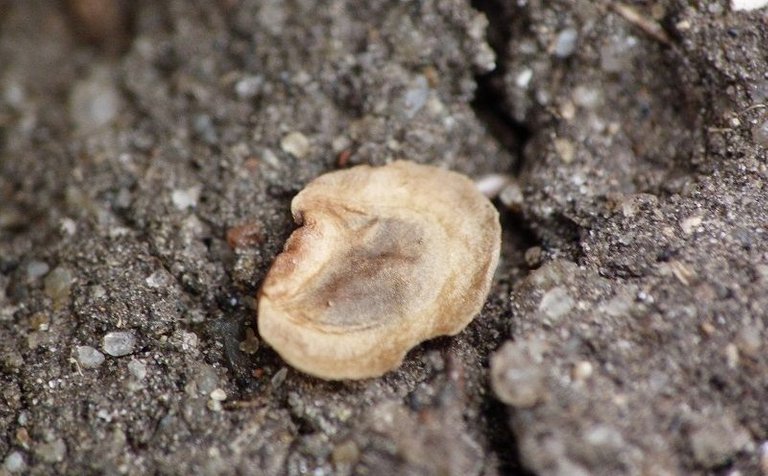 yellow rattle seed.jpg