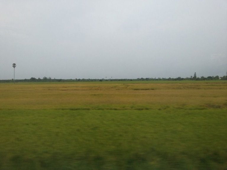 green rice field8.jpg