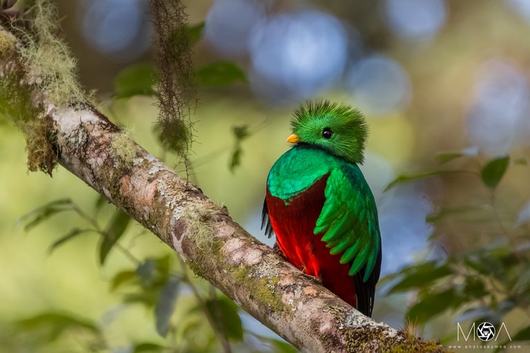 Resplendent Quetzal.jpg