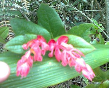 Flor de Primavera.jpg