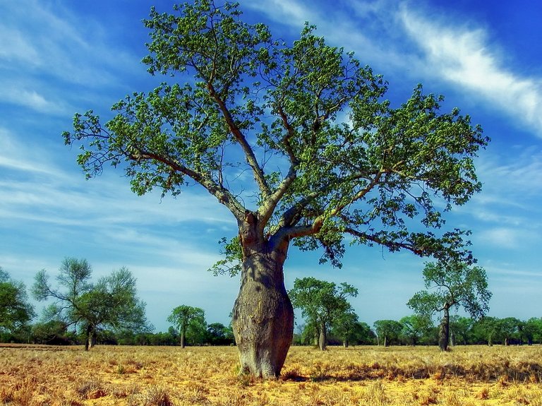 ceiba-tree-321639_1280.jpg