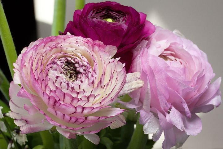 ranunculus-3078571__480.jpg