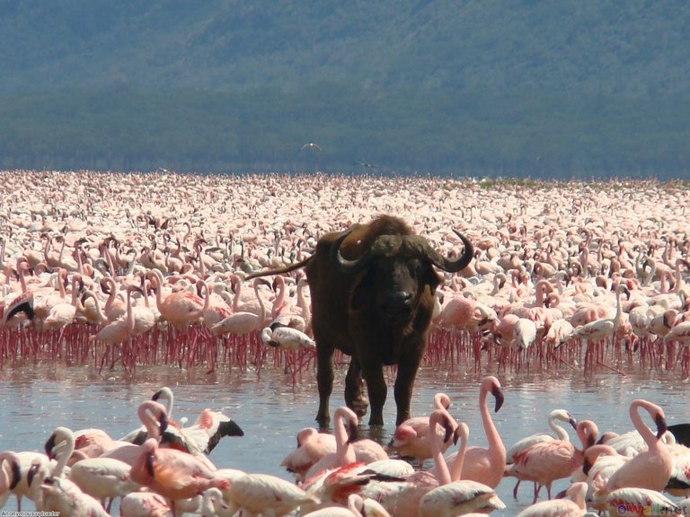 Lake-Nakuru.jpg