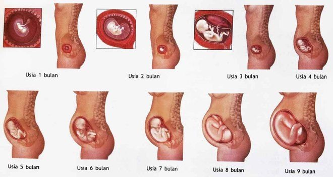 460-hawa-pengetahuan-dasar-tentang-persalinan-normal-3.jpg