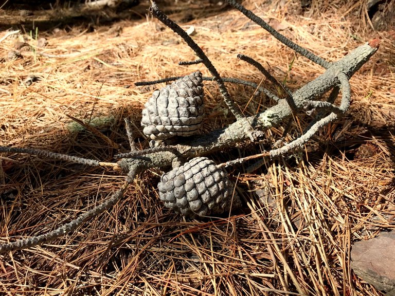 Point Lobos Pine Cone Color.jpg