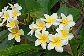 Fleurs_de_Frangipanier_(Île_de_la_Réunion)_(4125134278).jpg