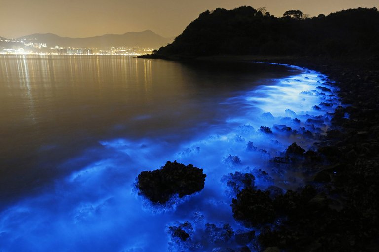 bioluminescence2.jpg