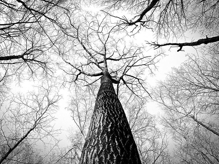 black-and-white-branches-tree-high.jpg