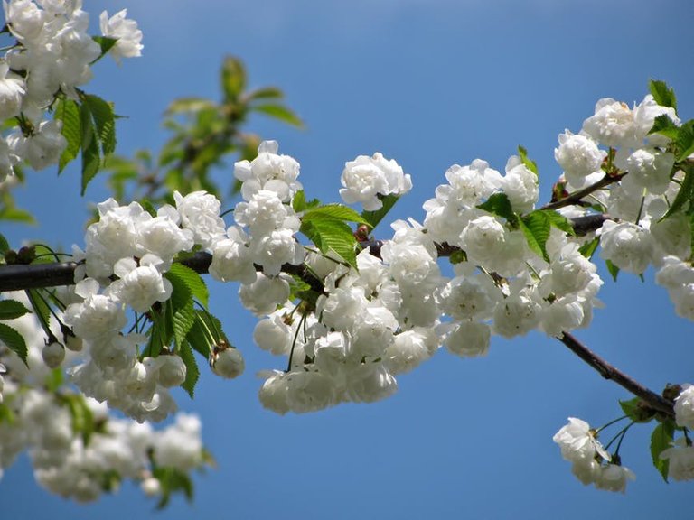 tree-blossom-blossoms-spring-62683.jpeg