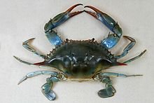 220px-The_Childrens_Museum_of_Indianapolis_-_Atlantic_blue_crab.jpg