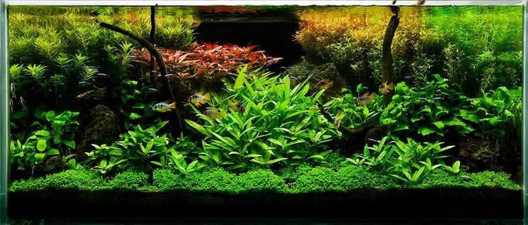 LIVE PLANTED AQUARIUM 3.JPG