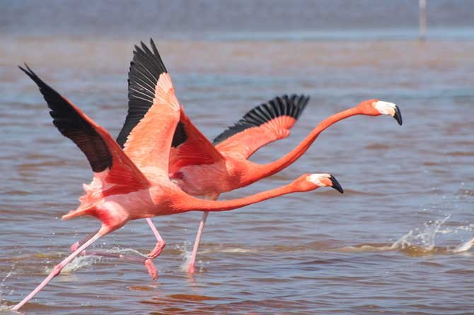 Flamants-Roses-envol-Fotoli.jpg