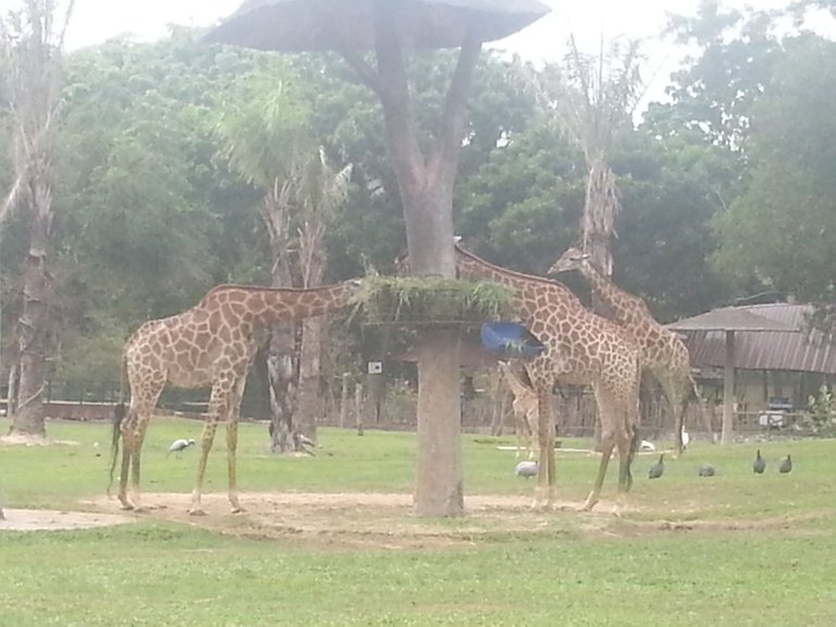 Khao Kheow Open Zoo7.jpg