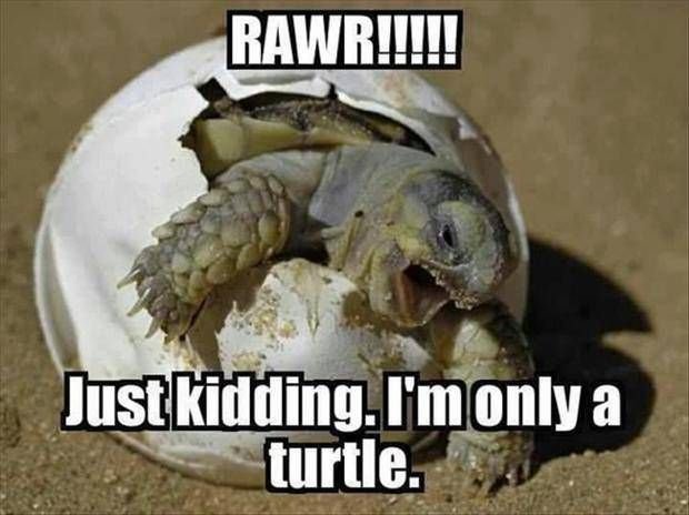 0380f1423311b19e4a4e9b147e8df30e--turtle-meme-baby-turtles.jpg