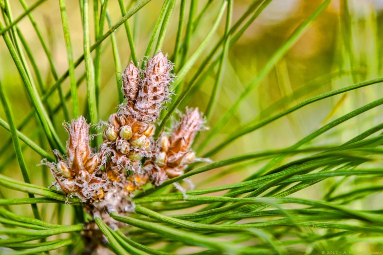 FLORA Pine Cone Bokeh Green Spring Growth Nature No People 5558.jpg