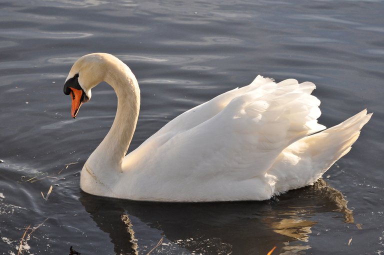 swan-3232991_1920.jpg