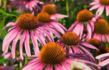 echinacea.jpg