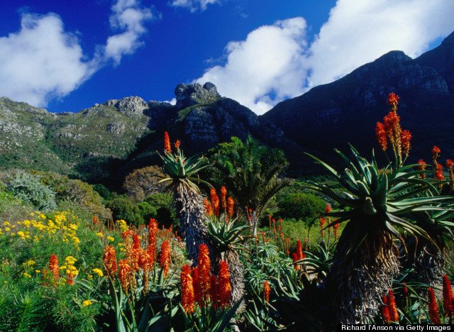 s-KIRSTENBOSCH-large640.jpg