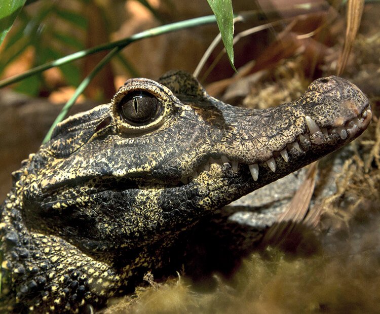 dwarf-crocodile.jpg