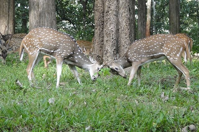 Antler_fight.jpg