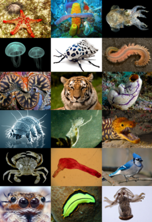 300px-Animal_diversity.png