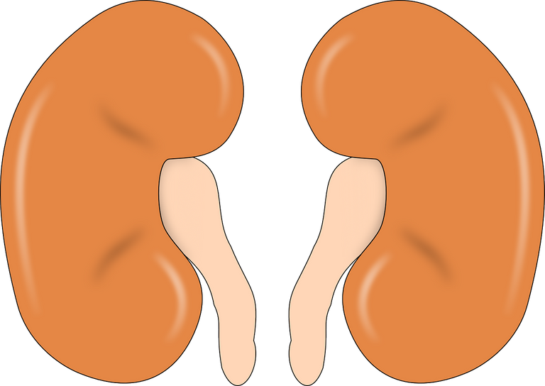 kidney-147499_1280.png