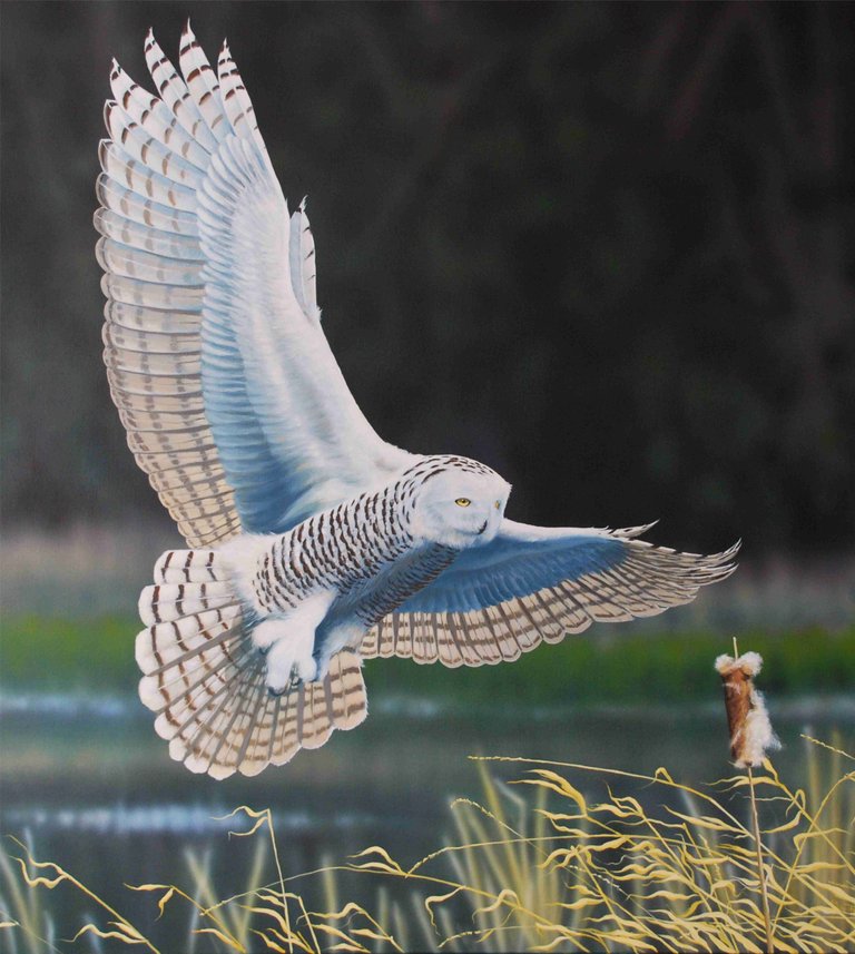 Snowy Owl .jpg