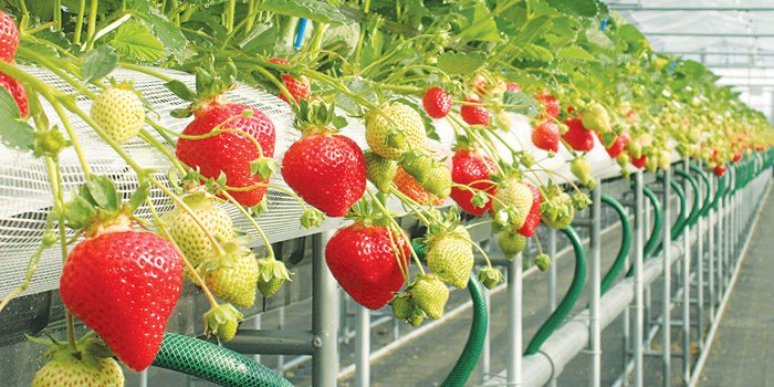 Strawberry-farm.jpg