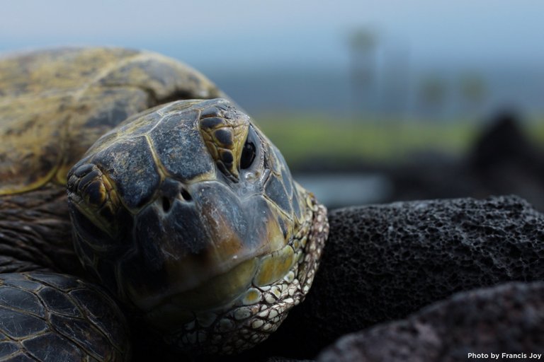 Honu-at-Kiholo-bay.jpg