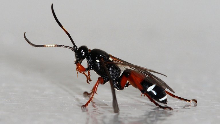 Ichneumonidae Ichneumon promissorius In House Tas 2018-02-10.jpg