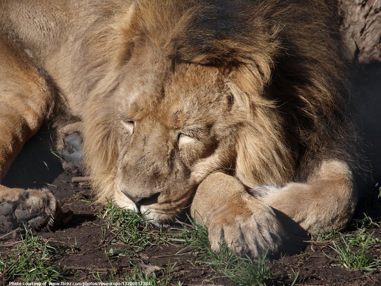 SleepingLion-001-031818.jpg