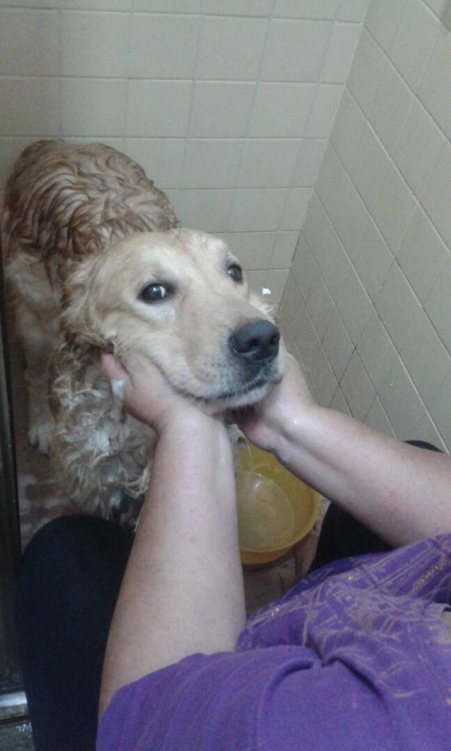 hachi baño.jpg