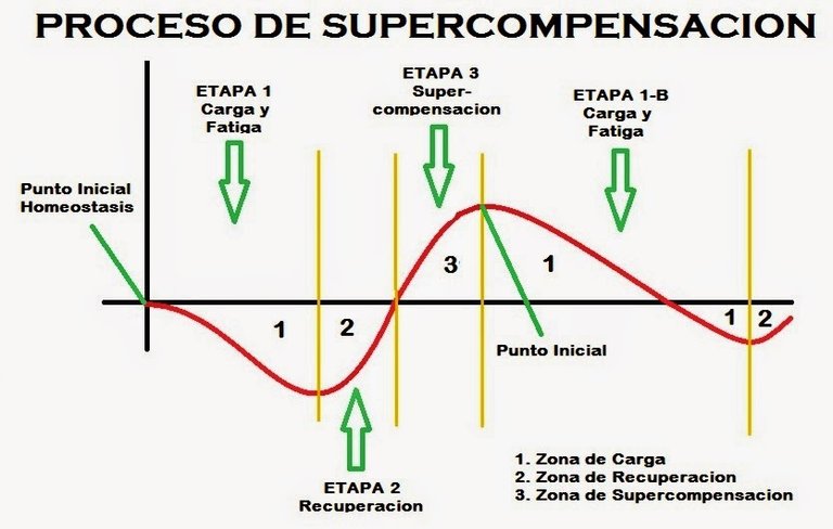 Proceso de Supercompensacion.jpg