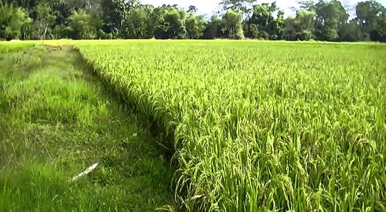 sawah.jpg