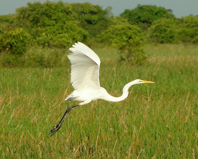 GARZA BLANCA.jpg