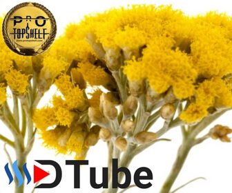 Helichrysum-Helichrysum-italicum.jpg