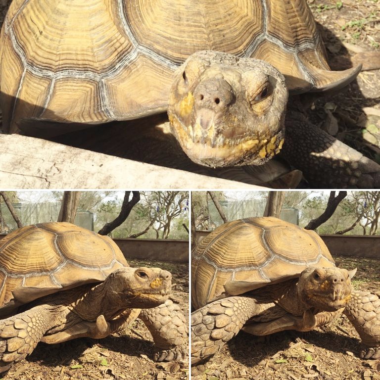  African Spur Thighed, Sulcata Tortoise on Daddykirbs Farm