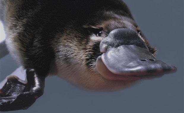 platypus-underwater-animal-profile-web620.jpg