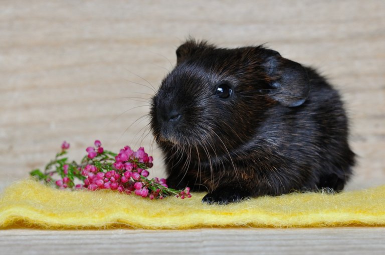 guinea-pig-658718_1920.jpg