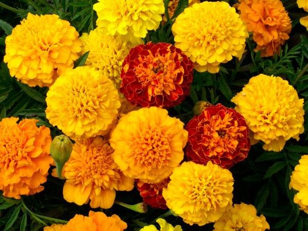 Benih_Bunga_Marigold___Bibit_Bunga_French_Marigold.jpg