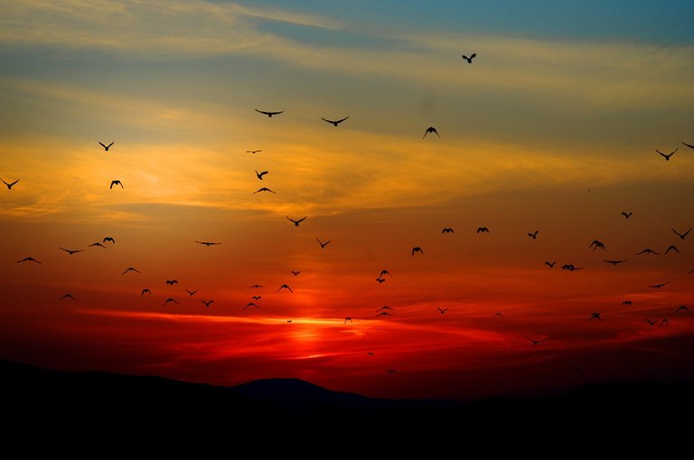 sunset-100367_1280.jpg