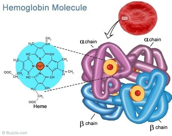 hemoglobin.jpg