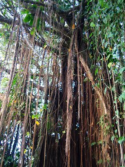 bearded-fig-tree-barbados.jpg