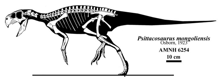Psittacosaurusdfa.jpg