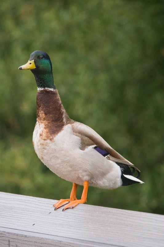 Mallard on Rail.jpg